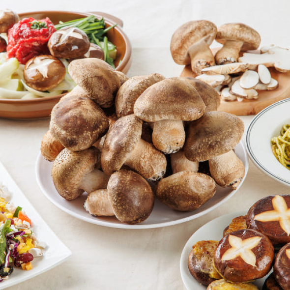 은화고 생 1kg 저온성 표고버섯 무농약 친환경 우수농산물 [당일수확]